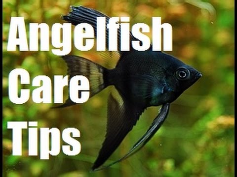 Angelfish Care Tips - AWWA Water Filtration System
